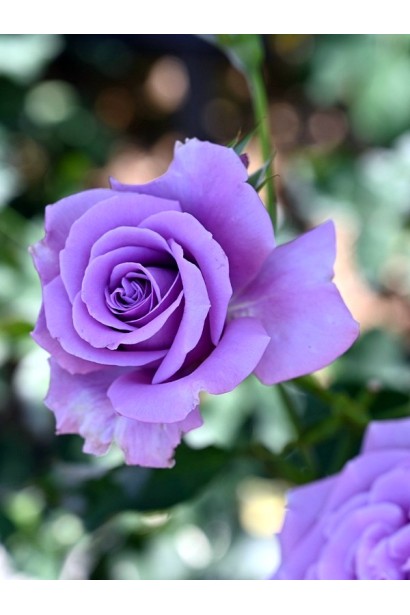 Роза чайно-гибридная ’Голубой Нил’